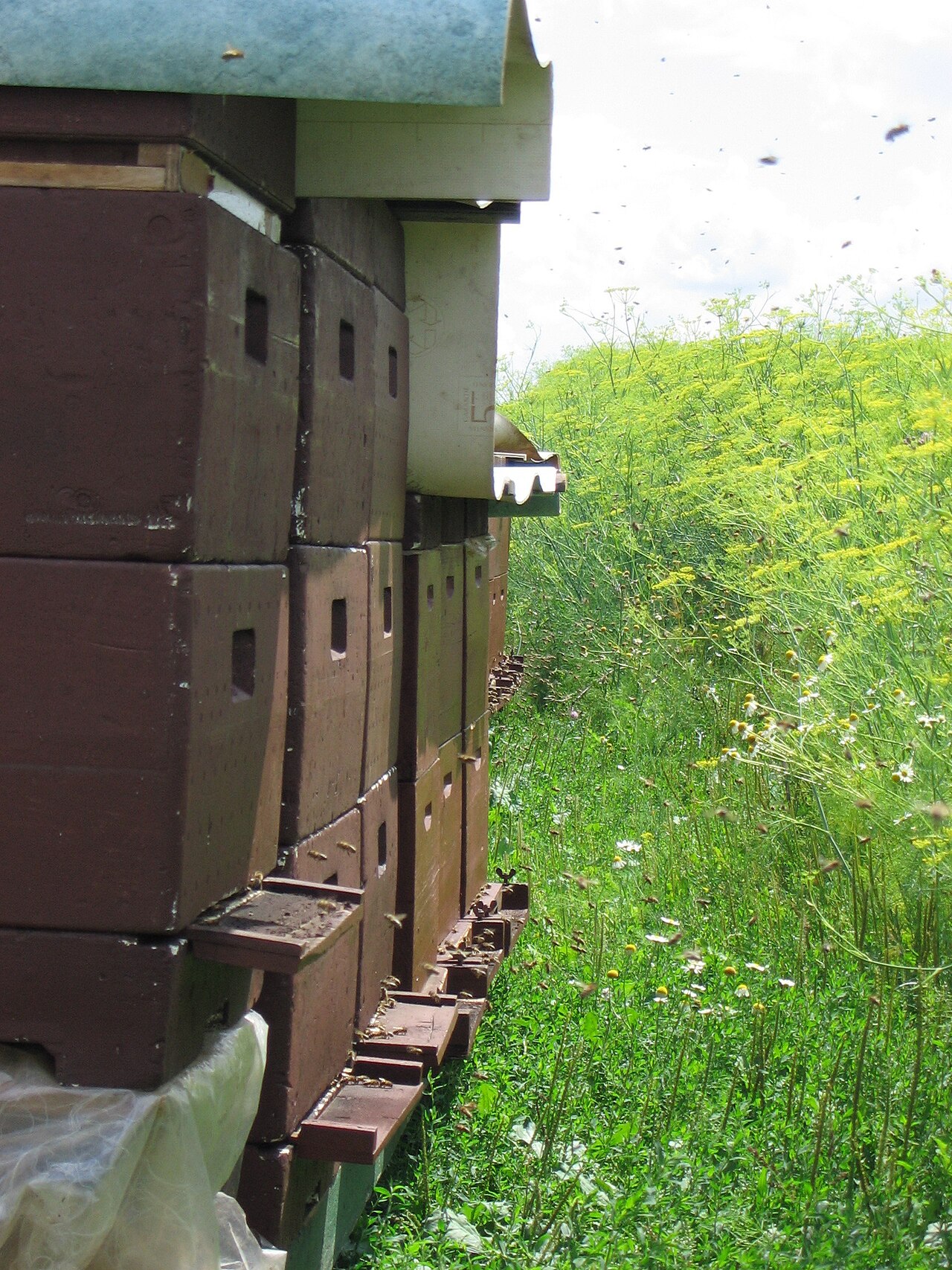 Ruches installées dans un rucher