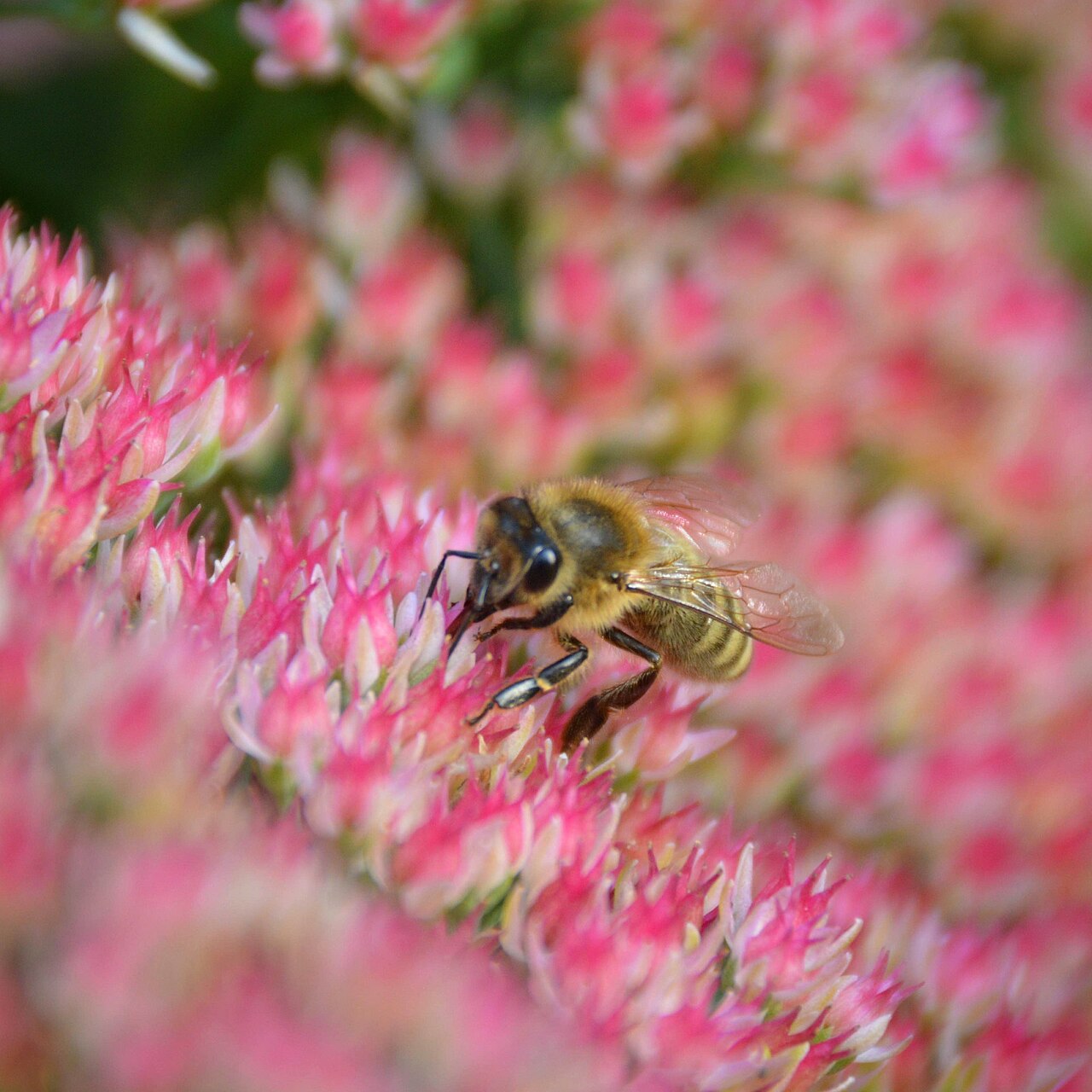 Abeille butinant une fleur