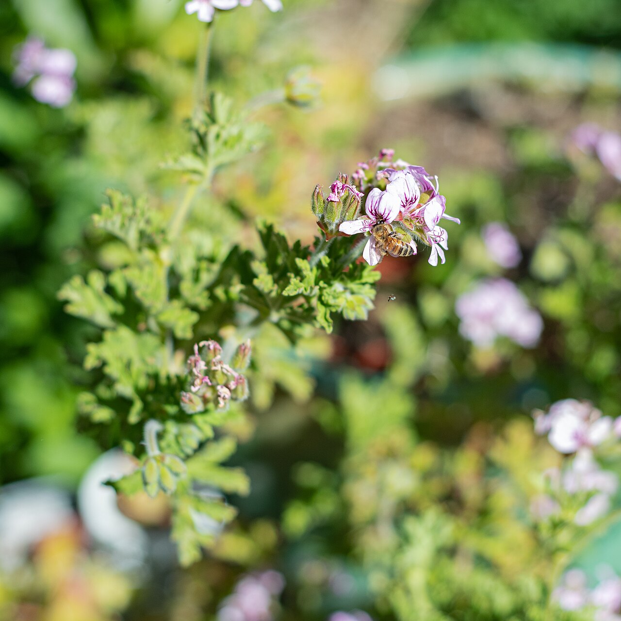 Abeille au coeur d'une fleur